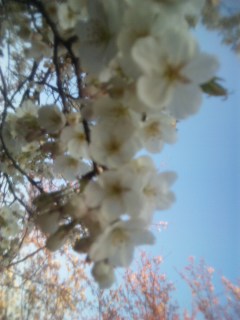 浅間山の桜